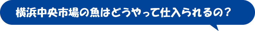 横浜市中央卸売市場の水産物はどうやって仕入られるの？