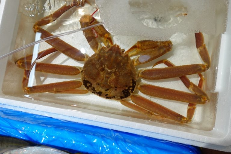 » カニビル？ 閲覧注意｜横浜魚市場卸協同組合 – 横浜食文化の一丁目一番地へ - 横浜魚市場卸協同組合は、横浜中央卸売市場の仲卸が一丸となっ ...