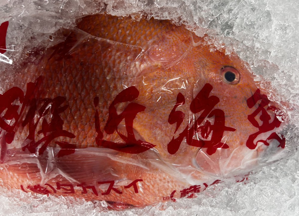 » 幻の魚 『千年鯛』|横浜魚市場卸協同組合 横浜食文化の一丁目一番地へ 横浜魚市場卸協同組合は、横浜中央卸売市場の仲卸が一丸となって