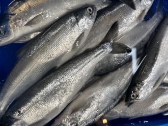 支笏湖（しこつこ）チップ｜横浜魚市場卸協同組合 – 横浜食文化