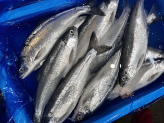 期間限定30％OFF! 支笏湖（しこつこ）チップ｜横浜魚市場卸協同組合 – 横浜食文化 その他